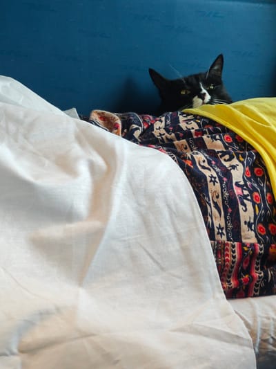 In this image, a black and white cat with green eyes is peeking from behind colorful fabrics. The cat is positioned in the upper right quadrant of the frame, with its head and shoulders visible. The background is a solid, dark blue color, possibly a wall or furniture. In the foreground, there are draped fabrics, one appearing to be white and flowing, and another with a vibrant, patterned design in shades of blue, red, yellow, and white. The cat's gaze is directed slightly towards the viewer. The overall scene appears to be indoors, possibly a bedroom or living space. The location in Pyt'-Yakh, Russia, is not discernible from the visual elements of the image.