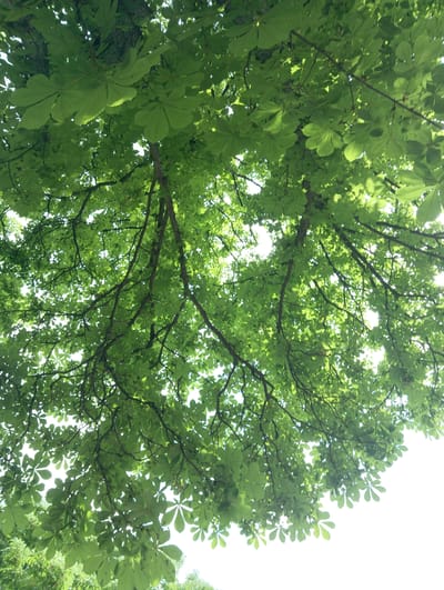 The image depicts a view looking up into the canopy of a tree. The leaves are a vibrant green and appear to be clustered together, obscuring much of the sky. Bare branches are visible amongst the leaves, creating a dense network of foliage and limbs. The lighting suggests a bright, sunny day, with sunlight filtering through the leaves. The precise location within Karnobat, Bulgaria cannot be determined from the image alone.