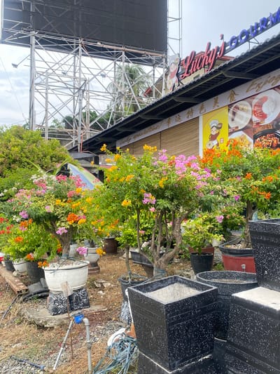 This image depicts an outdoor scene in Davao City, Philippines, possibly near a restaurant or commercial establishment. In the foreground, several potted bougainvillea plants are in full bloom, displaying vibrant colors of pink, orange, and yellow. These plants are situated on a gravelly ground, with various types of planters, including large black square pots, visible. Some of these pots appear to be new and empty, while others contain soil. To the left, a water meter and plumbing pipes are visible, suggesting the area is actively maintained.
In the background, a portion of a building with a sign that reads "Lucky's Gourmet" is visible. The building has a dark-tiled roof and a yellow facade. Below the roofline, there are displays of food images, likely advertisements for the establishment. Further in the background, a large, complex metal structure, possibly a billboard or scaffolding, dominates the upper portion of the frame. The sky is overcast, indicating a cloudy day. The overall impression is a blend of natural beauty with commercial activity and infrastructure.