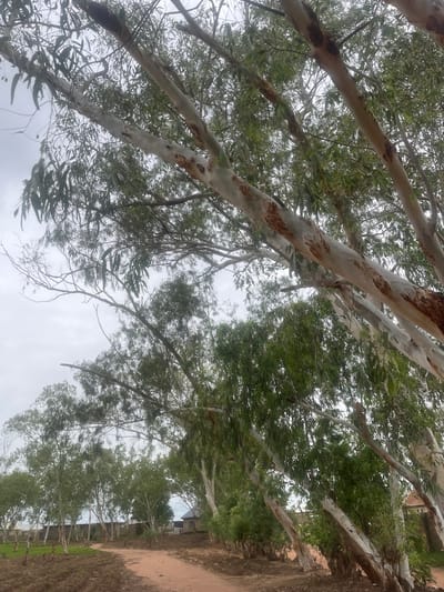The image depicts a dirt path winding through a grove of tall trees with white and brown mottled bark, characteristic of eucalyptus trees, under an overcast sky. The trees have numerous slender branches with feathery green leaves. In the background, to the left, is a sparsely populated residential area with low-lying buildings, some appearing to be under construction or in a state of disrepair. A fence runs along the edge of the property. The ground along the path is a reddish-brown dirt, with some areas appearing tilled or recently disturbed, suggesting agricultural activity. The overall environment suggests a rural or semi-rural setting within the city of Jauro Yinu, Nigeria.