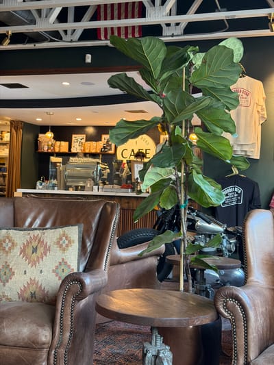 The image depicts an interior shot of the cafe and bottle shop known as Thunder Road, located on Santa Monica Boulevard in West Hollywood, California. The cafe's interior features rustic, brown leather armchairs adorned with decorative studs, with a patterned throw pillow seen on one. In the background, a motorcycle is visible, nestled between the furniture. A potted fiddle-leaf fig plant stands near the seating area, adding a touch of greenery to the scene. Through the plant, a glimpse of the cafe's counter and display shelves can be seen, laden with various products and equipment. Wall decorations such as framed pictures and the cafe's logo, "ROAD CAFE," add character to the establishment. Light fixtures illuminate the scene, enhancing the warm ambiance of the space. In the foreground, a white staircase and a partial view of an American flag are noticeable.