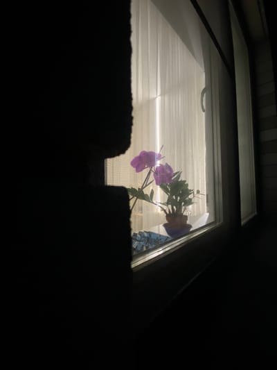 The image depicts a window with sheer curtains illuminated by natural light from outside. A potted orchid plant with purple flowers sits on the windowsill. To the left of the frame, a dark silhouette, possibly a person's shadow, is cast across the window and onto the curtain. The scene appears to be indoors, with the window looking out onto an unseen exterior. The location is identified as Прикамский, Russia.