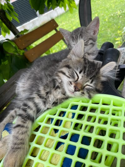 A close-up shot shows a small, tabby kitten sleeping soundly. The kitten is curled up, its eyes closed and its tiny pink nose twitching slightly. Its fur is a mix of gray, black, and white stripes, characteristic of a tabby cat. The kitten appears to be resting in a bright green plastic basket, which has a grid-like pattern. Underneath the kitten, visible through the basket's holes, are pieces of blue and yellow fabric. To the left of the basket, another kitten, also tabby, is partially visible, its head resting on a black object, possibly part of the basket's handle or a cushion.
The background is blurred, but hints of green foliage and possibly some outdoor elements suggest the scene is set outdoors or near a window. The light suggests it might be daytime, with soft, diffused light. The overall impression is one of peace and comfort, with the kittens appearing very relaxed and content. The location context of Pernik, Bulgaria, is provided, but there are no specific visual cues within the image to confirm this. No visible text is present in the image.