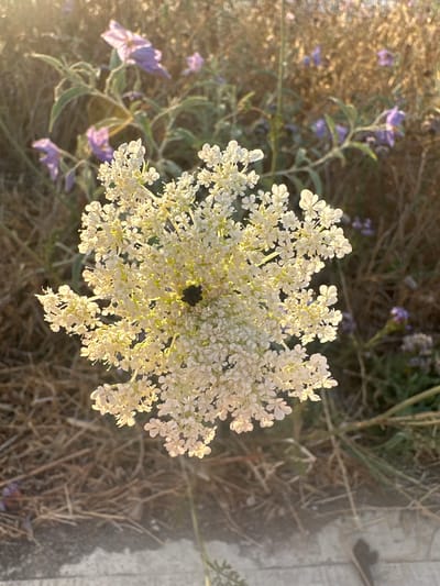 This image captures a close-up, top-down view of a delicate white flower, possibly Queen Anne's Lace, with a dark central cluster of florets. The flower is the dominant subject, filling much of the frame with its intricate, umbrella-like structure composed of numerous tiny white blossoms. Surrounding the white flower are hints of smaller, pale purple flowers with star-shaped petals, and dried grasses and foliage. The scene is set outdoors, with a hint of a paved surface, possibly a sidewalk or pathway, visible on the right side of the image. The lighting suggests it is daytime, likely late afternoon or early morning, given the warm, soft glow and the shadows cast. The overall mood is serene and natural, highlighting the beauty of wild flora. There is no visible text in the image. The context provided indicates the location is Haifa, Israel.