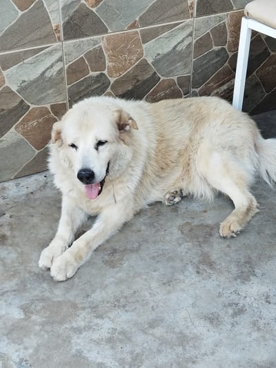 A large, fluffy, cream-colored dog lies on a concrete floor in front of a tiled wall. The dog is panting with its tongue hanging out, suggesting it might be warm or tired. The tiled wall behind the dog is made up of irregularly shaped tiles in shades of brown, gray, and beige. To the right of the dog, part of a white chair with a beige seat is visible. The scene appears to be outdoors, possibly in a courtyard or patio, with natural light suggesting it is daytime. The dog's relaxed posture and open mouth convey a sense of contentment or relaxation. There is no visible text in the image.
