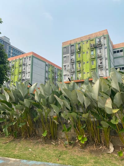 The image depicts a street view in East Jakarta, Indonesia, focusing on two apartment buildings and a row of large, green plants in the foreground. The buildings, painted in a mix of green, grey, and orange, are multi-story structures with visible windows, balconies, and air conditioning units. The plants, with their broad, paddle-shaped leaves, create a dense wall in front of a low stone wall, obscuring much of the lower parts of the buildings. A patch of green grass is visible in the lower portion of the image, adjacent to the plants. The sky is clear and light blue, suggesting daytime. There are no people visible in the frame.