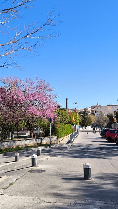 The image depicts a sunny street scene in Ripollet, Spain. The street is lined with trees, including a tree with vibrant pink blossoms on the left. A brick smokestack rises behind the vegetation, and buildings are visible in the background. A row of bollards runs along the edge of the street. A person is walking in the distance on the sidewalk. Several cars are parked on the right side of the street. The sky is clear blue, with a faint contrail from an airplane visible. The road is paved and shows signs of wear and tear.