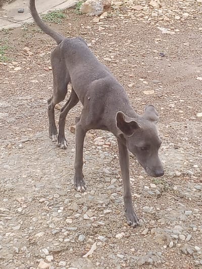 A lean, dark gray dog stands on a path covered with small stones and dirt. The dog is facing towards the right of the frame, with its head lowered and looking down. Its body is elongated and thin, with visible ribs. The dog has large, floppy ears and a long, thin tail that curves upwards. The path appears to be outdoors, with some sparse green vegetation visible in the background and around the edges of the path. The ground is uneven and rocky, suggesting a rural or unpaved area. The lighting suggests it is daytime, and the weather appears to be dry. There is no visible text in the image. The scene is located in La Tagua, Venezuela.