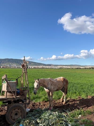 This image depicts a rural-urban transitional zone on the outskirts of Fez, Morocco, under a bright, partly cloudy sky. The scene is dominated by a vast green field, likely agricultural land.
In the left foreground, a rustic, two-wheeled wooden cart with metal components is stationary. A dark-colored tire is visible on its single visible wheel. Attached to the cart is a tall, vertical wooden pole from which various straps, possibly harness components, hang. A green bag and a piece of blue material are partially visible within the cart's bed. The immediate ground around the cart is bare, dark earth.
To the right of the cart, in the mid-foreground, a light-colored horse stands on disturbed brown earth. The horse, appearing to be off-white or pale tan with some darker markings, exhibits visible ribs, indicating a thin body condition. It wears a simple bridle or halter, with a rope extending downwards from its head. In front of the horse, on the ground, is a pile of fresh green leafy vegetation, presumably forage. A small pink object is near the horse's left front hoof. The horse is positioned facing slightly left, away from the viewer. No people are visible.
The midground is covered by a sprawling, lush green field of low-growing plants, likely a crop or pasture, extending horizontally across the frame.
In the background, beyond the green field, a densely built urban area, identified as part of Fez, stretches across the horizon. Numerous buildings, predominantly light in color, are visible. Further in the distant background, a range of green hills or mountains rises under the clear blue sky, which features scattered white cumulus clouds. Shadows suggest direct sunlight from a high angle.