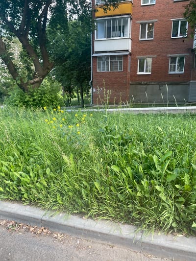 This is a vertical, eye-level, medium shot of a brick apartment building on the left and a patch of overgrown grass on the right, bordered by a sidewalk and a street. The building has several windows, some with white frames and some with dark frames. The lower part of the building has a yellow balcony with glass doors. A large tree with lush green leaves partially obscures the left side of the building. The grass is tall and wild, with some small yellow flowers interspersed. The sidewalk is gray concrete and the street is paved. The image appears to have been taken on a cloudy day, as there are no strong shadows. There is no visible activity or event taking place, and the scene is calm and still. A small amount of text, "KK 65", is visible on the wall of the building, to the right of the windows. The scene is likely in a residential area.