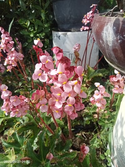 The image depicts a detailed view of flowering Begonia plants located in Cipanas, Indonesia. Multiple clusters of light pink to rose-pink blossoms, each featuring a distinct yellow center, are prominently displayed on reddish-brown stems. The plants exhibit textured, dark green leaves, some with visible reddish undertones or veins, forming a dense ground cover. In the background, dense green foliage is visible. Behind the flowering plants, three plant containers are present: a dark gray pot in the upper left, a white cylindrical container in the center-background, and a partially visible dark brown pot on the right side, showing white mineral residue on its surface. The ground consists of visible soil and small organic matter. The scene is illuminated by natural daylight. No individuals or animals are present.