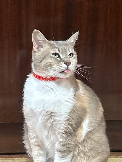 A domestic cat with greyish-brown and white fur is prominently featured, captured in a candid, upward-looking pose. The cat is wearing a bright red, possibly beaded, collar. Its head is tilted slightly, and its green eyes are directed towards the top-left of the frame. A notable detail is its tongue, which is subtly sticking out, creating a "blep" expression that suggests curiosity or playfulness. Long white whiskers fan out from its muzzle.

The cat is resting on a light-colored, fluffy surface, likely a bed or sofa. The background consists primarily of a dark brown, textured surface, possibly wood paneling or furniture, providing a strong contrast to the cat's lighter fur. To the right, a lighter, more varied texture is visible, which could be a different part of the wall or a doorframe. The lighting is soft and even, indicating an indoor setting, likely during the daytime. The overall scene conveys a relaxed and intimate moment with a pet in a home environment in Yambol, Bulgaria. No text is visible in the image.