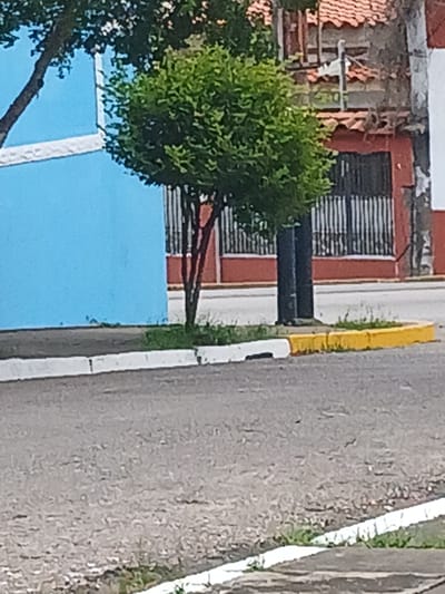 The image shows a street scene in Tacarigua, Venezuela. A bright blue wall is visible on the left, with a tree in front of it. To the right of the tree, a building with a red tiled roof and red and white striped columns is partially visible. The street has a white and yellow curb. The scene appears to be a residential or commercial area in Tacarigua. There are no people visible in the image.