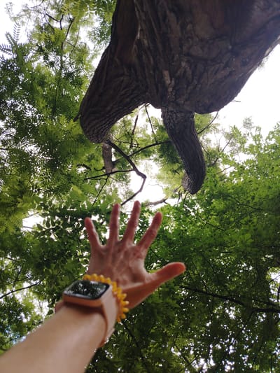 A low-angle shot looks up from the perspective of a person reaching their hand towards the canopy of a large tree with lush green leaves. The tree trunk is thick and dark, with rough bark. The sky is visible through the gaps in the leaves, appearing bright and overcast. The person is wearing a smartwatch with a pink band and a yellow floral charm. The scene is outdoors, likely in a park or natural setting within the city of Krasnodar, Russia.