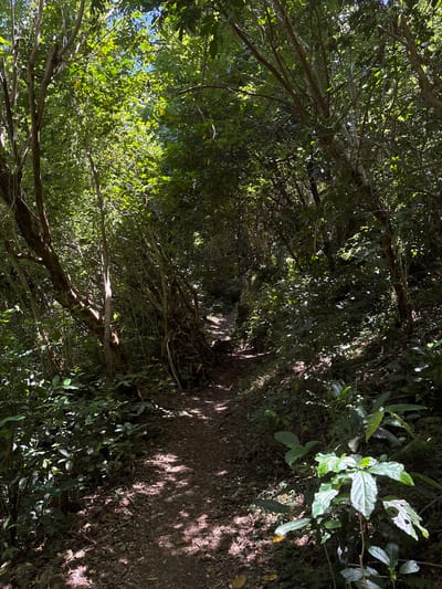 The image shows a dirt path in a dense, wooded area in Pecatu, Indonesia. The path is narrow and winding, with dappled sunlight filtering through the thick canopy of trees overhead. The ground is covered with leaves and vegetation. There are no people visible in the image. The vegetation consists of dense foliage and scattered plants on either side of the pathway.
