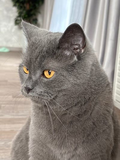 A close-up, medium shot captures a grey British Shorthair cat with striking amber eyes, looking to its left. The cat's fur is short and dense, and its whiskers are long and white. The background is blurred, with hints of a green plant and light-colored curtains. The floor beneath the cat appears to be light brown wood. The image is taken indoors, likely in a residential setting. The location of Афанасово, Russia is not depicted in the image.