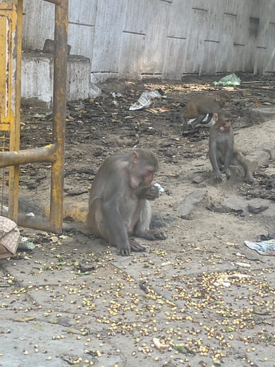 A troop of rhesus macaques is scattered across a dusty, debris-strewn ground in front of a concrete wall, with a yellow metal barrier to the left of the frame. In the foreground, a large monkey sits, facing left, holding a piece of white material in its hands, appearing to eat or examine it. To the right and slightly further back, a smaller monkey sits on a rock, looking towards the left. Another macaque is visible in the middle ground, further back and to the right, in a crouched position. The ground is littered with scattered food items, leaves, and various forms of trash, including plastic bags and paper. The scene suggests an urban environment, likely a public space where monkeys are accustomed to human presence and discarded food. This location is consistent with areas in New Delhi, India, known for their rhesus macaque populations in public spaces such as temples, parks, and near historical monuments.