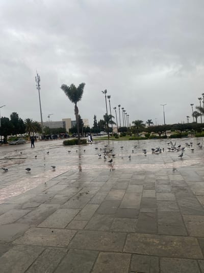 This image captures an outdoor urban scene in Meknes, Morocco, under an overcast sky with evidence of recent precipitation. The foreground features an expansive, wet paved area constructed from rectangular stone pavers, displaying reflections of the sky and surroundings. Approximately 30-40 pigeons are distributed across this wet pavement; most are standing, some appear to be pecking at the ground, and one in the mid-right exhibits partially spread wings.
In the mid-ground, a paved strip runs adjacent to a road with parked cars. A single individual dressed in dark clothing walks from left to right on this paved strip. To the right of the road, a landscaped green space extends into the distance, featuring manicured shrubs and numerous palm trees, including a prominent, heart-shaped fronded palm in the central-left foreground and a line of tall, slender palms extending towards the right. Two individuals in light-colored traditional garments are observed walking on a path within or bordering this green area.
The background displays a large, modern building with a distinctive patterned facade, partially visible through the trees. A tall communication tower with multiple antennas stands on the left side of the frame. Streetlights are visible throughout the background. The scene depicts a public square or promenade within a modern section of Meknes, consistent with areas such as those along Boulevard Mohammed V or Avenue Hassan II.