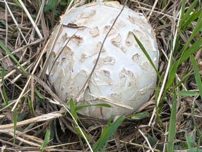 A close-up, eye-level, medium shot shows a spherical, white mushroom with a textured, scaly cap partially obscured by dry grass and green blades of grass. The mushroom is situated on the ground amidst dry vegetation and some scattered green shoots. The lighting is natural and appears to be daylight. The scene is located in the city of Tyumen, Russia. There are no people or animals present, and no discernible action is taking place. The focus is on the mushroom and its immediate surroundings.
