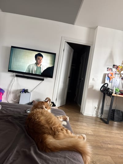 An adult male of East Asian descent is depicted on a television screen, wearing a light-colored collared shirt over a darker t-shirt. He is looking to his right. The television is mounted on a white wall above a black soundbar. To the left of the television, a bright pink object is partially visible on a gray surface. Below the television, a white console or device rests on the gray surface, with various cables connected to it.

In the foreground, a large, fluffy ginger cat is lying on a dark gray bed or sofa. The cat is facing the camera with its head turned to its left, one eye squinted. Its body is mostly turned away from the camera, with its bushy tail curled around.

In the background, to the right of the television, a doorway is visible. The door is open, revealing a dark interior beyond. Further to the right, a desk or table is set up against the wall. On the desk, a black steering wheel and pedals setup for a racing game is present, positioned on a black stand. Various items, including framed pictures and a small green potted plant, are arranged on the desk. The flooring in the scene appears to be wood-effect laminate. The overall environment suggests a home interior.