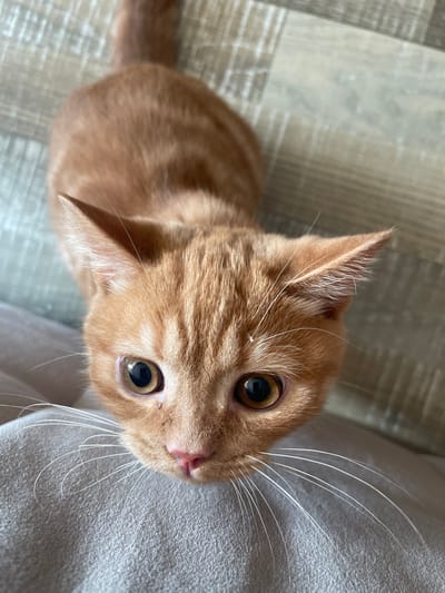 An orange tabby kitten is looking up from a light-colored fabric surface, with a wood-grained floor visible in the background. The kitten's head is close to the camera, showing its large, expressive eyes, pink nose, and white whiskers. The kitten's fur is short and striped, typical of the tabby pattern. The fabric surface appears to be a blanket or cushion. The wood-grained floor is laid in planks, with a light gray and beige color palette. The image is taken from a high angle, looking down at the kitten. The setting is indoors, possibly in a home. There is no indication of the location being in Kommunarka, Russia.