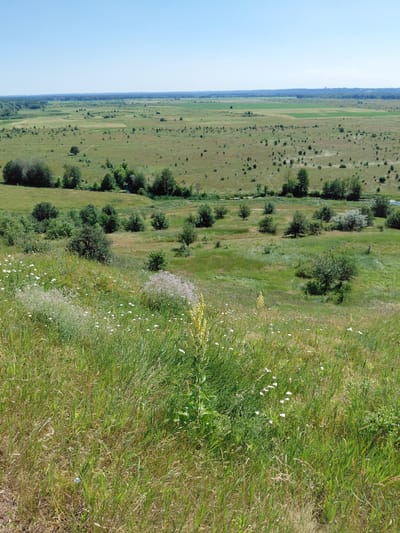 This is a photograph of a rural landscape with rolling hills and open fields under a clear blue sky. In the foreground, there is a dense patch of green grass and wildflowers, with some taller yellow flowers and scattered white daisies. The middle ground features a valley with a meandering stream or river, lined with trees and bushes. Further in the distance, the landscape opens up into a vast expanse of fields, some appearing cultivated with lighter green patches, interspersed with scattered trees and shrubs. A dark line of trees forms the horizon in the far distance, suggesting a forest or a densely wooded area. The overall impression is one of natural, undeveloped countryside. The image was taken in the vicinity of Ustyvytsia, Ukraine.