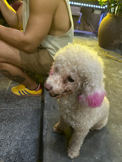 The image shows a white poodle with pink-dyed ears sitting on the ground next to a person. The person is wearing tan shorts and a light-colored tank top, with their legs crossed. They have tattoos on their legs. The person is also wearing a yellow Adidas sneaker with blue stripes. The poodle is looking down and to the right, with its head slightly tilted. The background is a sidewalk with a patterned tile surface. There is a large clay pot with plants in the upper left corner of the image. String lights are visible in the background. The scene appears to be outdoors, possibly at night, given the lighting. The overall impression is casual and relaxed.