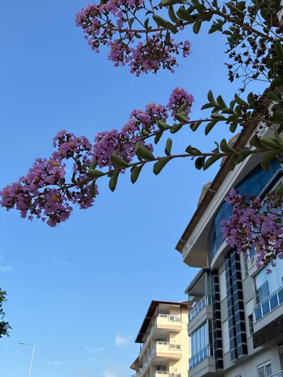 This is a low-angle shot of a tree with purple flowers and green leaves against a clear blue sky. The image is oriented vertically with the sky occupying the majority of the frame. The tree branches, laden with clusters of small purple flowers and some emerging buds, hang into the frame from the top. The leaves are ovate and green, some appearing darker and more mature than others.
In the upper right quadrant of the image, part of a modern building is visible. It has multiple floors with a facade featuring large windows, some of which reflect the sky. The building's architecture appears contemporary, with a combination of glass and lighter-colored materials. A section of another, possibly older, building with a lighter facade and windows is also visible lower down and to the right.
The scene suggests a bright, clear day, likely late morning or early afternoon given the quality of light. There are no people visible in the frame. The focus is on the natural elements of the tree and flowers contrasting with the man-made structures. The image evokes a sense of a pleasant, possibly urban, environment where nature and architecture coexist. The blooming flowers suggest springtime or early summer. There is no visible text in the image. The location is Alanya, Turkey.