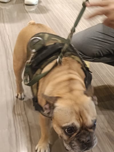 An eye-level, full body shot shows a tan French Bulldog wearing a camouflage harness with a green leash. The dog is looking down and to the left, with its head tilted. Its body is slightly blurred due to movement. The dog's paws are visible, and it appears to be standing on a light-colored wooden floor. In the background, a person wearing gray pants is holding the leash. The scene suggests an indoor setting, possibly a home or a public area. The flooring is light brown and beige with visible wood grain patterns. There are also hints of white footwear in the upper left of the frame. The lighting is moderate. There is no clear indication of the location within Dubai, United Arab Emirates.