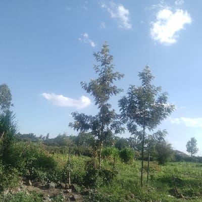 This image depicts an open agricultural or natural landscape located in Nkaimurunya ward, Kenya, under a bright, clear blue sky adorned with scattered white cumulus clouds. The foreground features uneven ground composed of exposed dark soil and small rocks, transitioning into a dense growth of various green vegetation. Centrally, two tall, slender trees with full, verdant canopies stand prominently, their trunks rising directly from the vegetated earth. To the immediate left, a portion of a plant with long, spiky green leaves is visible. The midground displays a mixture of cultivated green plants, including visible stalks consistent with maize, intermingled with natural grasses and shrubs. Several thin wooden stakes are embedded vertically within these vegetated areas. The background features a distant treeline formed by dense foliage, with an additional solitary tall tree visible on the far right. No human figures, animals, or active interactions are observed within the frame.