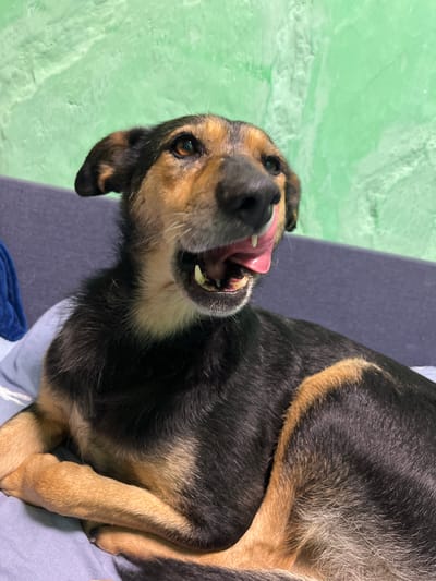 This is a close-up, eye-level, vertical, medium shot photograph of a medium-sized dog with black and tan fur, lying on its side on a blue surface. The dog's head is turned towards the viewer and its mouth is open, with its pink tongue extended and licking its nose. The dog's eyes are open and looking forward. Its ears are pointed upwards. The background is a textured, light green wall. The image is sharp and well-lit, with a shallow depth of field that blurs the background and emphasizes the dog. The dog appears to be indoors, possibly in a home environment. There is no visible indication of the location in Nizhny Tagil, Russia, or any other specific geographic location.