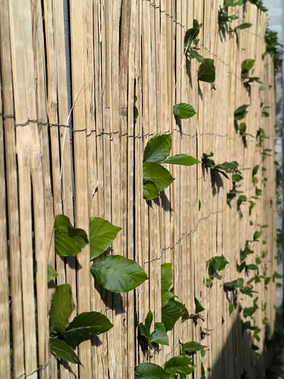 A close-up, eye-level, medium shot captures a section of a bamboo fence with green leaves from a climbing plant emerging through the slats. The fence is constructed of vertical, light brown bamboo poles of varying widths, bound together by thin, grey wire. The wire forms a grid pattern across the fence. Several of the leaves are large and glossy, while others are smaller and sparser. The leaves cast shadows on the bamboo, indicating the presence of sunlight from the right. The background is a blurred, light grey wall. This image was taken in Alkmaar, Netherlands.