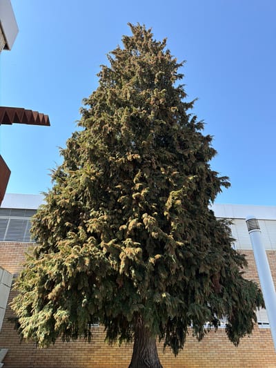 A large, dense conifer tree, characterized by dark green and brownish foliage and a textured, gnarled trunk, stands centrally within the frame under a clear blue sky. The tree is located on the campus of the Polytechnic Institute of Bragança (IPB) in Bragança, Portugal. Sections of modern buildings flank the tree; these structures feature light brown brick facades at lower levels and white upper sections equipped with horizontal louvered vents. On the upper left, a portion of a distinct weathered metallic sculpture, exhibiting a rusted appearance and a jagged, saw-tooth upper edge, is visible. To the right of the tree, a prominent white cylindrical vent pipe with a ribbed cap extends upwards. The scene is static, devoid of people or discernible activity, illuminated by clear daylight.