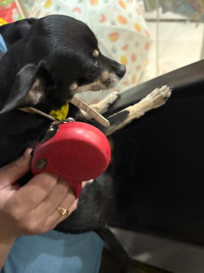 In this close-up, overhead shot, a person's hand, adorned with a gold ring, holds a red retractable dog leash. The leash is attached to a black dog's collar, which has a yellow tag. The dog is lying down, with its head turned to the left, and its paws are visible. The background is blurred, but appears to be an indoor setting, with a patterned blanket or sheet visible on the left. The lighting suggests it is daytime. The scene is likely within a home environment in Mytishchi, Russia. No visible text is present in the image.