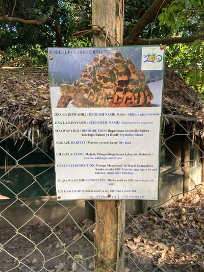 The image shows a sign for an Aldabra giant tortoise in the Dar es Salaam Zoo, Tanzania. The sign is attached to a wooden post, surrounded by a chain-link fence. It has the words "KOBE/LEOPARD TORTOISE" at the top. The sign is in Swahili and English and provides information about the tortoise, including its scientific name, Aldabrachelys gigantea. The image also features a colorful drawing of an Aldabra giant tortoise. The ground is covered in leaves and other plant debris. The coordinates -6.945, 39.395 place the scene within the Dar es Salaam Zoo.