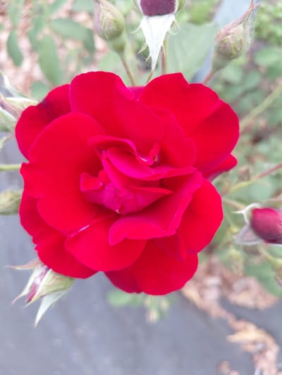 A close-up, slightly low-angle shot captures a vibrant red rose in full bloom, dominating the center of the frame. The rose's petals are a rich, velvety red, with some inner petals appearing a deeper, fuchsia hue. The flower is surrounded by other rose buds, some partially open and others still closed, in various stages of development. These buds are a mix of green and reddish-purple. The background is softly blurred, showing hints of green foliage and what appears to be a greyish, textured surface, possibly pavement or a similar ground covering. The lighting is natural and diffused, highlighting the textures and colors of the rose and buds. The image does not contain any people or actions. The location of Novosibirsk, Russia is not discernible from the visual information in the image.