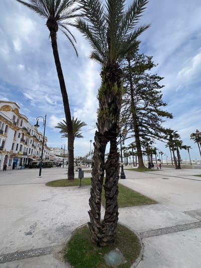 The image depicts a wide coastal promenade, identified as the Corniche or Avenue Mohammed VI in Tangier, Morocco, under a partially cloudy daytime sky.
In the immediate foreground, a distinctive palm tree trunk, dark brown and textured, rises from a circular patch of green grass set into light grey concrete pavement. This trunk exhibits an unusual growth pattern, appearing to split vertically and then rejoin to form a loop-like structure at its mid-section. A small, circular ground light is visible within the grass patch. The pavement shows some wear and variations in tone.
To the left, a multi-story building with a white facade and ornate yellow architectural detailing, including window frames and cornices, extends along a paved street. Its ground floor features commercial establishments, some with awnings. A black street lamp with two lanterns stands between the foreground and these buildings. Further in the background on the left, additional white buildings ascend an elevated terrain.
To the right of the foreground palm, the wide concrete promenade extends longitudinally into the distance, bordered by numerous palm trees of varying heights and a tall, slender evergreen tree positioned behind the foreground palm. Approximately 5-7 individuals are observed walking on the distant sections of the promenade; their specific features and interactions are indistinct due to perspective. A light-colored barrier, likely a seawall or railing, separates the promenade from what appears to be a beach or the sea on the far right. The horizon indicates a broad body of water extending into the background.