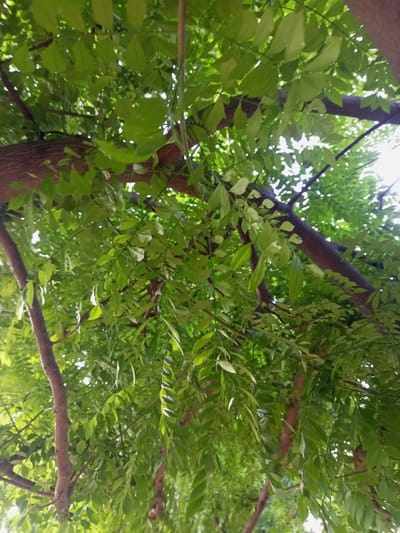 A low-angle shot shows a dense canopy of green leaves from a tree, with glimpses of sunlight filtering through. The branches of the tree are visible, with a reddish-brown, textured bark. The foliage is lush and fills most of the frame, with some leaves appearing lighter green due to the backlight. The setting appears to be outdoors, possibly a park or residential area. The image does not contain any people or identifiable landmarks. The location is specified as Zinna, Nigeria.