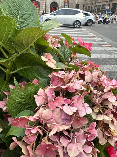 A close-up captures a cluster of pink hydrangea flowers with lush green leaves. In the background, a busy city street scene unfolds, showing a light-colored car, a crosswalk with pedestrians, and buildings bearing the Omega brand name. The location appears to be a vibrant urban area in Shanghai, China.