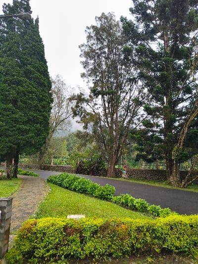 The image depicts a serene outdoor scene, likely a park or garden, characterized by lush greenery and well-defined pathways under an overcast sky. The overall impression is one of tranquility and natural beauty.
In the foreground, a light-colored, possibly paved or brick pathway, curves gently towards the right. To its immediate right, a vibrant green, neatly trimmed hedge and a patch of grass extend along the path's edge. Further right, a denser, slightly untamed bush with varying shades of green and some yellowing foliage forms a natural boundary.
To the left of the paved path, a dark asphalt path runs parallel, also curving into the distance. This path is bordered by another row of well-maintained green bushes and grass. Beyond these paths, a low stone wall and a metal fence are visible, segmenting the landscape.
The scene is dominated by numerous tall trees with dense foliage, primarily evergreens, which fill the upper and left portions of the image. Their branches are laden with leaves, some appearing dark green and others a lighter, almost silvery green. The trunks of some trees are visible, showing textured bark. In the distant background, hazy, tree-covered hills or mountains are faintly discernible under the diffused light of the sky. A streetlight post can be seen on the far left, partially obscured by the trees.
No people or animals are visible, suggesting a quiet moment in the park. The weather appears overcast or foggy, with a pale, diffused sky, indicating either early morning, late afternoon, or a generally cloudy day without direct sunlight. The dense, tropical-looking vegetation aligns with the provided location context of Cimacan, Indonesia. There is no visible text in the image.