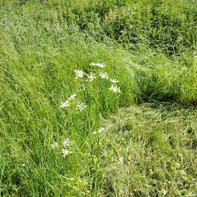 The image depicts a natural, overgrown grassy area with several clusters of small white flowers blooming among the tall green grass. The foliage is dense and appears somewhat wild, suggesting an unmanicured outdoor environment. The lighting indicates it is daytime, likely sunny, given the brightness and the clear shadows cast by the vegetation. There are no people, structures, or any man-made objects visible in the frame. The scene is consistent with a meadow or the edge of a field in a rural or semi-rural setting. Given the location of Рахманово, Russia, this scene is likely a typical natural landscape found in the surrounding countryside.