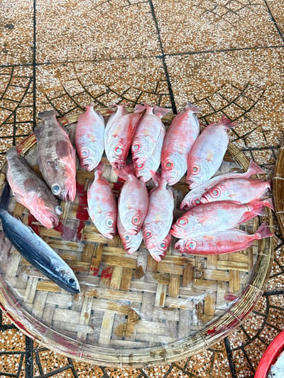 At a market in Nha Trang, Vietnam, a variety of fresh fish are displayed on a woven bamboo tray resting on a tiled floor. The fish are predominantly red-hued with visible eyes and scales, suggesting they are saltwater species. Among them are several larger, greyish-pink fish with prominent pectoral fins and smaller, bright red fish with circular eye markings. A single, long, dark-colored fish lies horizontally at the bottom left of the tray. The surrounding floor is covered in light brown tiles with a speckled pattern and dark grid lines. The overall scene depicts a common sight at a bustling Vietnamese fish market.