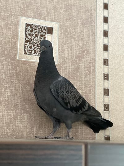 A single, dark gray pigeon stands on a horizontal surface, facing the camera. The pigeon is centered in the frame, with its body angled slightly to the left. Its head is turned to face forward. The background consists of a textured, light brown wall with a decorative square insert featuring a brown and white pattern. To the right of the insert, a vertical strip of alternating brown and white square tiles is visible. The horizontal surface the pigeon stands on is a dark brown, reflective material. The overall scene appears to be indoors, possibly in a residential setting, and does not contain any identifiable landmarks or features specific to Protvino, Russia. There are no people, actions, or interactions depicted in the image.