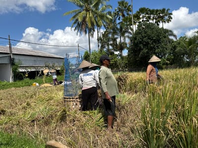 The image depicts a rice paddy field in Tegallalang, Indonesia, on a clear day with scattered clouds. Three individuals are engaged in harvesting rice. The person in the foreground, on the right, is wearing a light green long-sleeved shirt, black shorts, and a black baseball cap, and is holding a knife in their right hand. To their left, two other individuals are partially visible. One is wearing a conical straw hat and a light-colored long-sleeved shirt with "SKETSA" printed on the back, and black pants. Another person in a straw hat and a brown long-sleeved top with a blue scarf is in the background on the right. The field is filled with harvested rice stalks, with some standing rice plants visible. In the background, a building with a corrugated roof and a fence with blue netting are present. Palm trees and other lush vegetation surround the paddy field, indicating a tropical environment. The overall scene captures a moment of agricultural labor in a rural Indonesian setting.