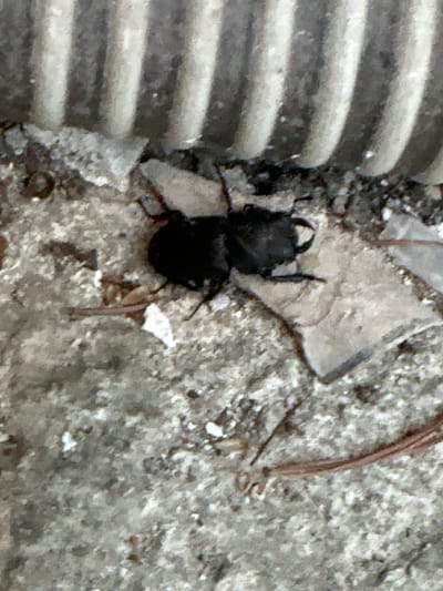 A black beetle, possibly a ground beetle, is positioned on a rough, grey, concrete-like surface. A segment of corrugated pipe is visible in the left of the frame, and a small, triangular piece of debris is located behind the beetle. A brown pine needle is situated on the right side of the frame. The location is within the city of Zagreb, Croatia.