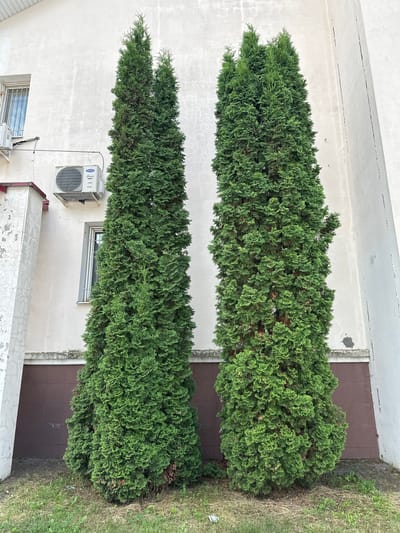 The image depicts an exterior view of a building's facade in Podolsk, Russia. Two tall, conical evergreen trees stand prominently in front of the building. The building itself appears to be a light-colored, possibly stucco or painted concrete structure with a textured surface. To the left of the trees, a window with a metal grate is visible, adjacent to an air conditioning unit mounted on the wall. Below the window, another section of the building features a darker, tiled lower portion. The ground in front of the building is covered with patchy grass and some dry leaves. The overall scene suggests a residential or commercial building in a typical urban or suburban setting.