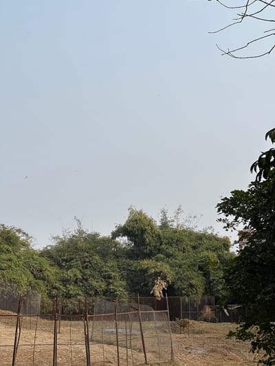The image depicts an outdoor animal enclosure, likely located within the Sayaji Baug Zoo in Vadodara, India. The scene features a single light brown deer standing on dry, sparse grassy terrain towards the right of the frame, within a fenced area. The enclosure is constructed with multiple sections of rust-colored wire mesh fencing supported by dark metal posts, forming an irregular boundary across the middle ground. Behind the enclosure, a dense line of lush green foliage, predominantly appearing as bamboo, forms a natural backdrop. A darker green tree with distinct leaves partially borders the right edge of the frame. The upper half of the image is dominated by a clear, pale blue to light gray sky, with bare tree branches visible in the top right corner. No people are visible. The environment suggests a daytime setting with dry conditions.