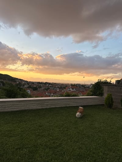 The image depicts a scenic view of Asenovgrad, Bulgaria, during sunset. In the foreground, a small, light brown and white dog is positioned on a meticulously manicured green lawn, playing with a white soccer ball. The lawn is bordered by a textured stone wall. Beyond the wall, the city of Asenovgrad unfolds, characterized by its terracotta-tiled roofs and a mix of older and newer architecture. A lush green hillside rises behind the city, dotted with trees. The sky above is a dramatic canvas of warm hues, with prominent clouds tinged with orange and yellow from the setting sun, contrasted by patches of pale blue. Several birds are visible in flight against the twilight sky, adding a sense of depth and movement to the scene. The overall atmosphere is tranquil and picturesque, capturing the beauty of the city and its natural surroundings at dusk.