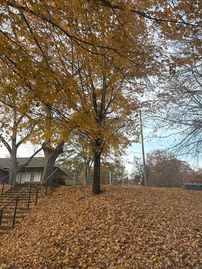 A yard is covered in fallen brown leaves. Two trees stand, one with yellow leaves clinging to its branches. A house with stairs and a gray roof is visible. A long pole stretches across the scene, connecting to a fence in the background. The sky is pale with bare branches visible at the top.