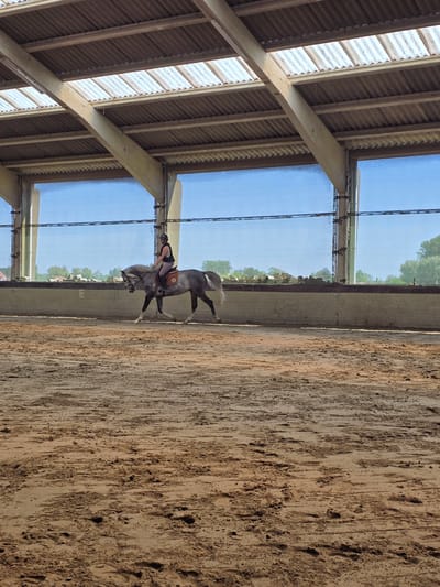 A horse and rider are in an indoor equestrian arena. The rider, wearing a helmet and vest, is on a gray horse. The arena has a sand surface and a metal roof structure. Through the clear, tall windows of the arena, trees are visible. The location is Estaimpuis, Belgium.